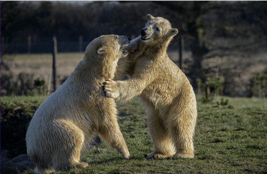 Yorkshire Wildlife Park: Entry Ticket - What Makes Yorkshire Wildlife Park Stand Out?