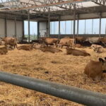 Zaanse Schans & Volendam Private Tour: Windmills and Cheese - The Complete Experience: A Deep Dive into the Tour