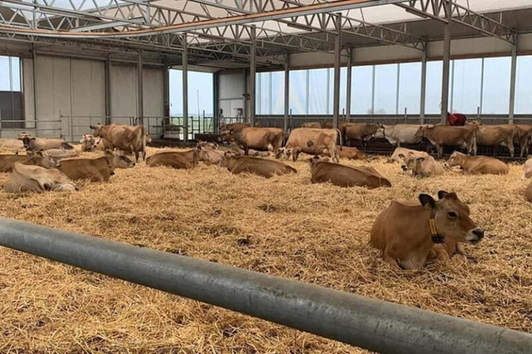 Zaanse Schans & Volendam Private Tour: Windmills and Cheese - The Complete Experience: A Deep Dive into the Tour