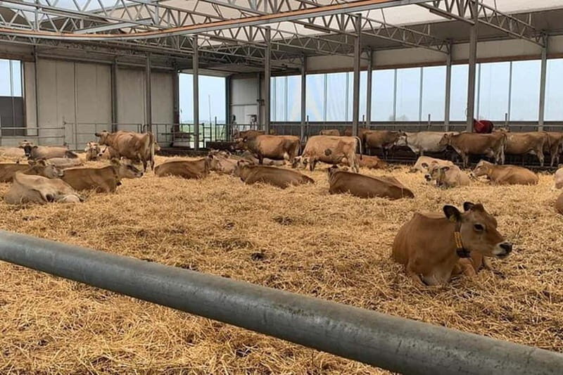 Zaanse Schans & Volendam Private Tour: Windmills and Cheese - The Complete Experience: A Deep Dive into the Tour