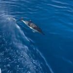 Zadar: Sveti Filip i Jakov Dolphin Watching Morning Tour - How the tour unfolds