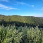 Zagreb through plants: an urban and botanical walk - The Value of This Experience