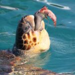 Zakynthos: Half day Caretta Turtle Spotting & Keri Caves - The Highlights and Why They Matter