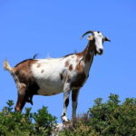 Zakynthos Island: Private Tour in a Minibus - Practical Insights: What You Should Know