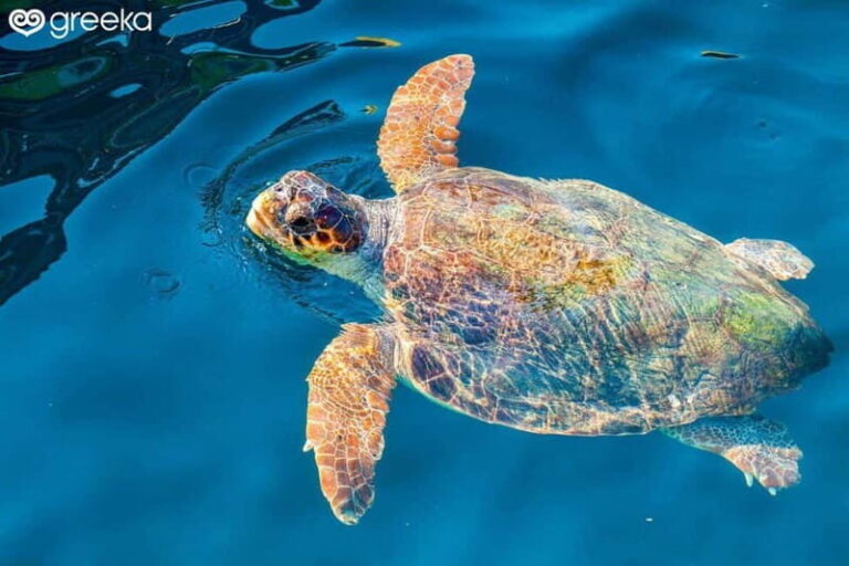 Zakynthos: Laganas, Keri, & Marathonisi Turtle Spotting Tour - Practical Details & Value