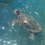 Zakynthos: Turtle Island, Cameo and Keri Caves + Transport - Who Is This Tour For?