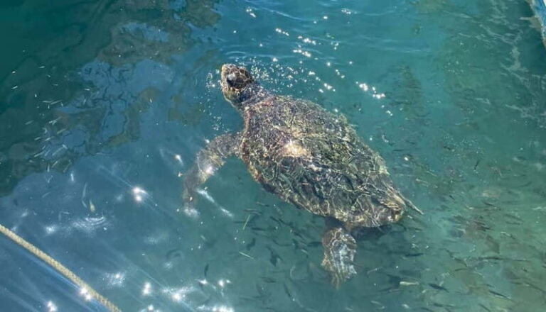 Zakynthos: Turtle Island, Cameo and Keri Caves + Transport - Who Is This Tour For?