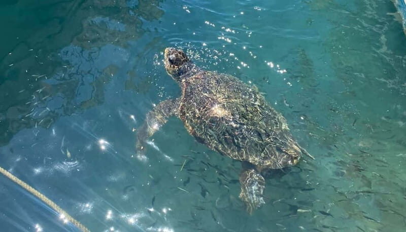 Zakynthos: Turtle Island, Cameo and Keri Caves + Transport - Who Is This Tour For?