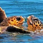 Zakynthos: Turtle Spotting Boat Trip in Laganas Bay - The Experience: Pros and Cons