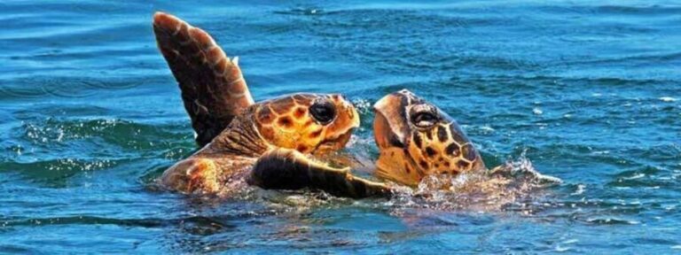 Zakynthos: Turtle Spotting Boat Trip in Laganas Bay - The Experience: Pros and Cons