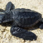 Zakynthos: Turtle Spotting Cruise with Glass-Bottom Boat - The Experience on the Water