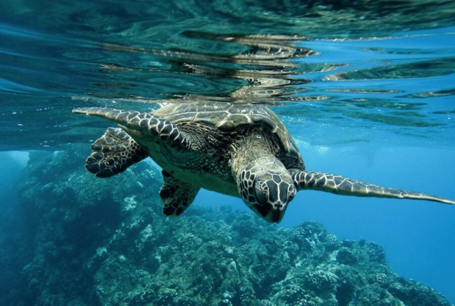 Zante Fishing Tours - Who Will Love This Tour?