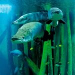 Zaragoza : Aquarium entry ticket - Who Is This Experience Best For?