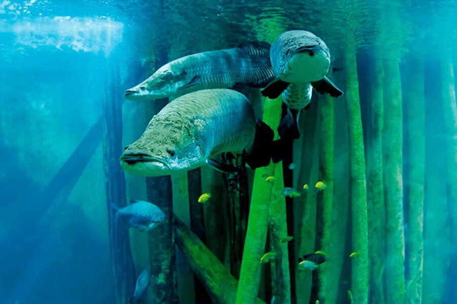 Zaragoza : Aquarium entry ticket - Who Is This Experience Best For?