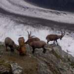 Zermatt & Mt. Gornergrat Small Group Day Trip from Bern - The Journey Begins: From Bern to Zermatt