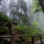 Zürich/Lucerne: Rhine Falls, Titisee & Black Forest Day Trip - Who Will Love This Tour?