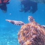 1.5 hours Snorkeling at Tulum's paradise reef - Marine Encounters: What Will You See?