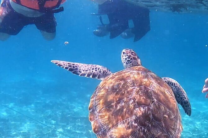 1.5 hours Snorkeling at Tulum's paradise reef - Marine Encounters: What Will You See?