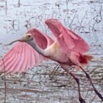 1.5 Hr Guided Private Everglades Airboat Tour, Fort Lauderdale - Why This Tour Delivers Value