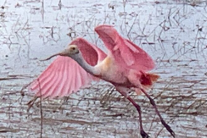 1.5 Hr Guided Private Everglades Airboat Tour, Fort Lauderdale - Why This Tour Delivers Value