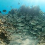 #1 Beach in La Paz BALANDRA Perfect For Cruise Groups or Families - Who Will Love This Tour?