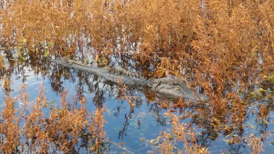 1 Hour Airboat Everglade Tour - Practical Details and Value