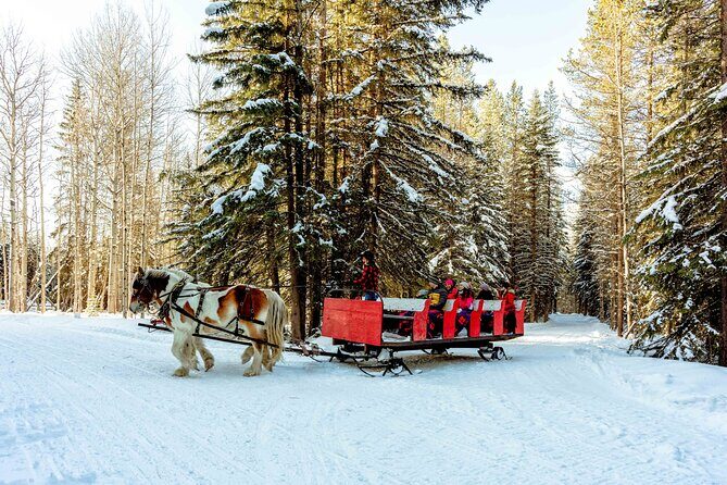 1 Hour Shared Winter Sleigh Ride Experience in Kananaskis - The Experience of Riding in Different Conditions