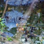 1 Hour Sunset Airboat Tour - Introduction to the Experience