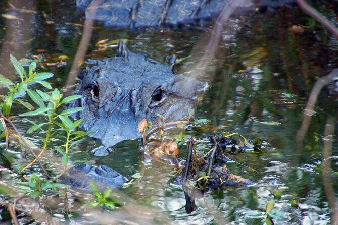 1 Hour Sunset Airboat Tour - Introduction to the Experience