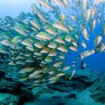 #1 Snorkel La Paz Mexico All Iconic Sites at Once private trip - Practical Details and Tips