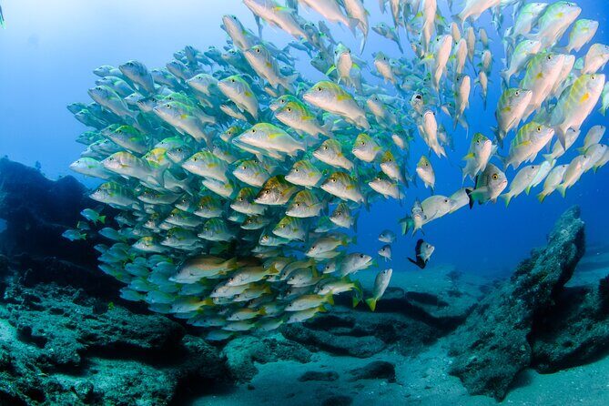 #1 Snorkel La Paz Mexico All Iconic Sites at Once private trip - Practical Details and Tips