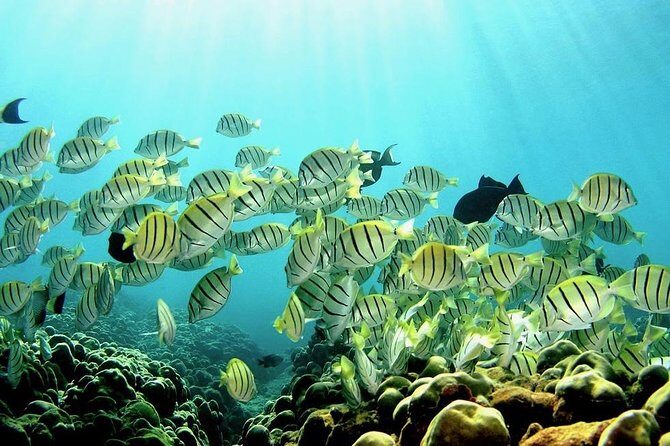 1 Tank Shore Dive at Sea Turtle Cove - The Guides and Their Expertise