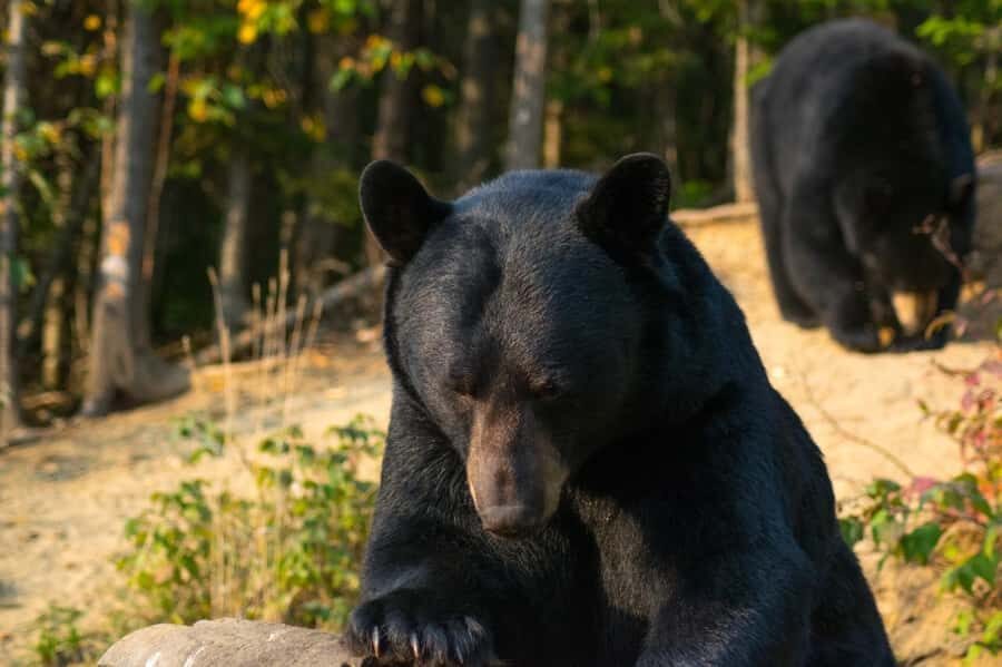 15 min. Tadoussac : Black Bear Observation with Expert Guide - A Detailed Look at the Experience