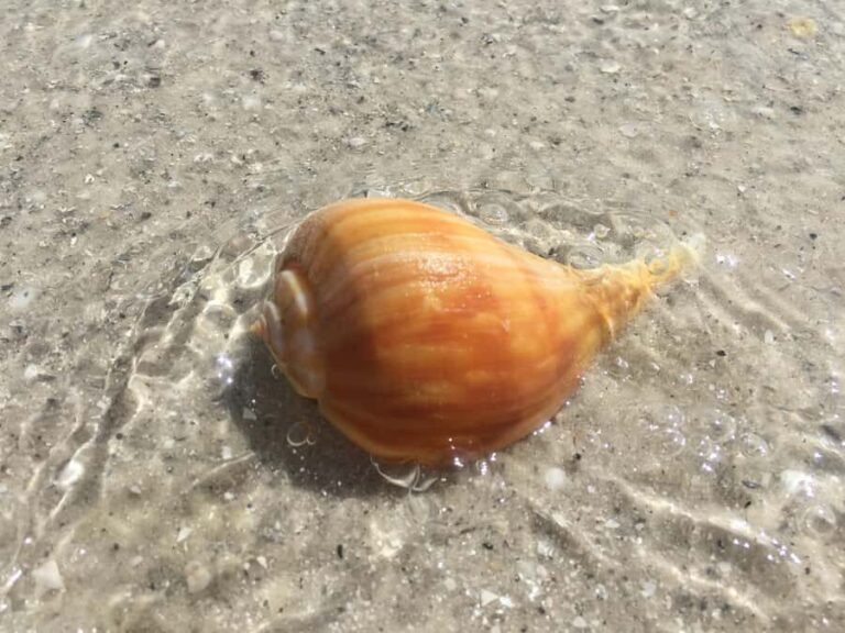 2.5 Hour Shell Key Island Adventure - Dolphins And Shells - The Itinerary: What Makes Each Part Special?