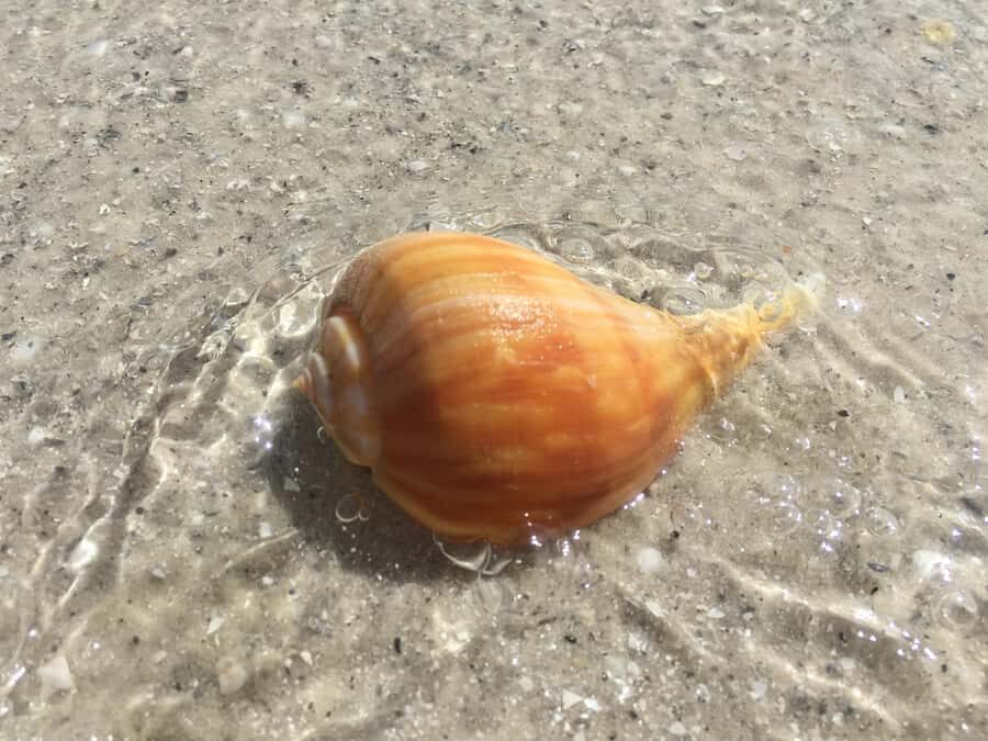 2.5 Hour Shell Key Island Adventure - Dolphins And Shells - The Itinerary: What Makes Each Part Special?