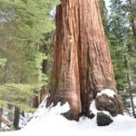 2 Days Private Tour to Sequoia and Kings Canyon Parks from LA - A Deep Dive into the Itinerary