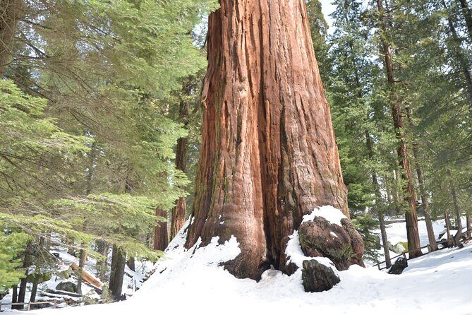 2 Days Private Tour to Sequoia and Kings Canyon Parks from LA - A Deep Dive into the Itinerary