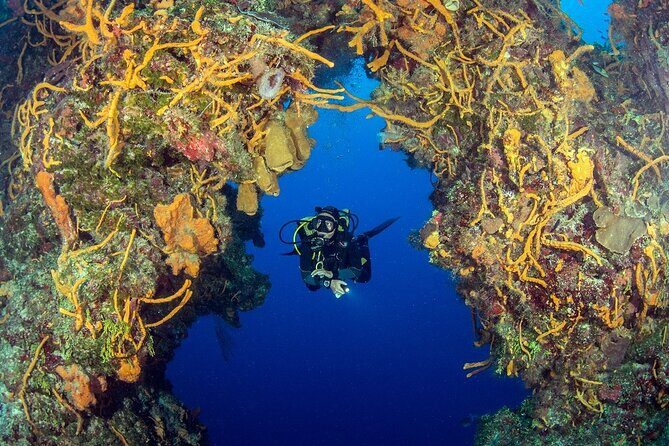 2 dives in Cozumel (for certified divers only) - Who Will Love This Tour?