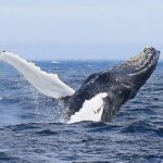 2 Hour Award-Winning Whale and Seabird Boat Tour from St. John's - What to Expect and Practical Tips