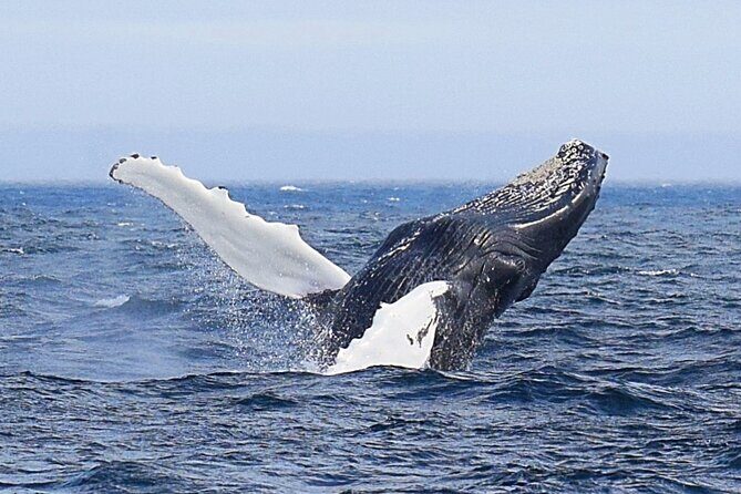 2 Hour Award-Winning Whale and Seabird Boat Tour from St. John's - What to Expect and Practical Tips