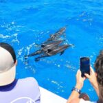 2 Hour Big Island Dolphin Watching and Sea Turtle Snorkel Tour - Who Should Book This Tour?