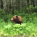 2 Hour Chichagof Island Guided Driving Tour - Final Thoughts