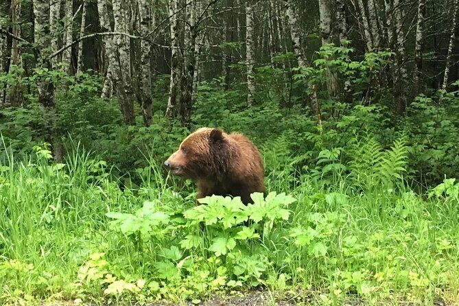 2 Hour Chichagof Island Guided Driving Tour - Final Thoughts