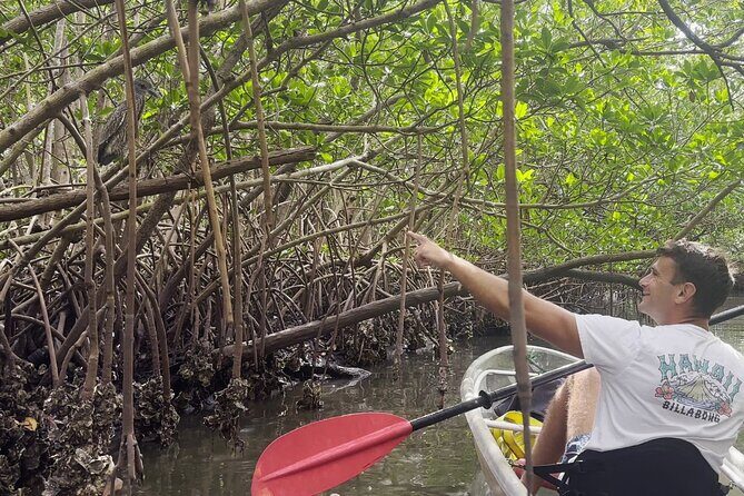 2-Hour Clear Kayak Mangrove Eco Tours, St Pete - The Value and Practicalities