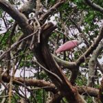 2 Hour Clear Kayak Tour at Emerson Point Preserve - The Experience: What Makes It Special?