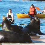 2-Hour Kayak or Paddleboard with Sea Lions in Marina del Rey - What to Expect on the Water