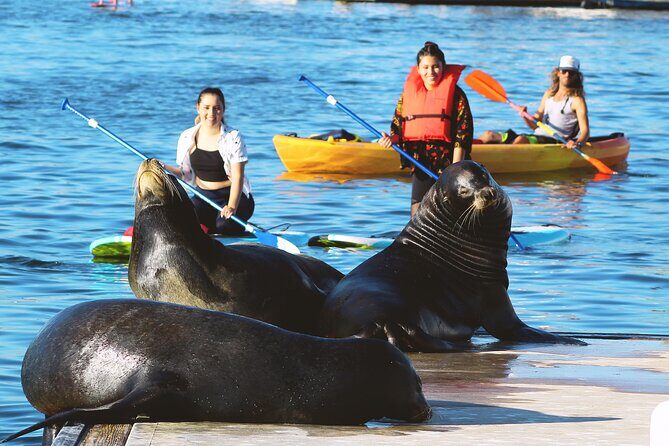 2-Hour Kayak or Paddleboard with Sea Lions in Marina del Rey - What to Expect on the Water