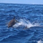 2 Hour Maui Dolphin Watch Sightsee Raft Tour (Semi-Private) - Who Will Love This Tour?