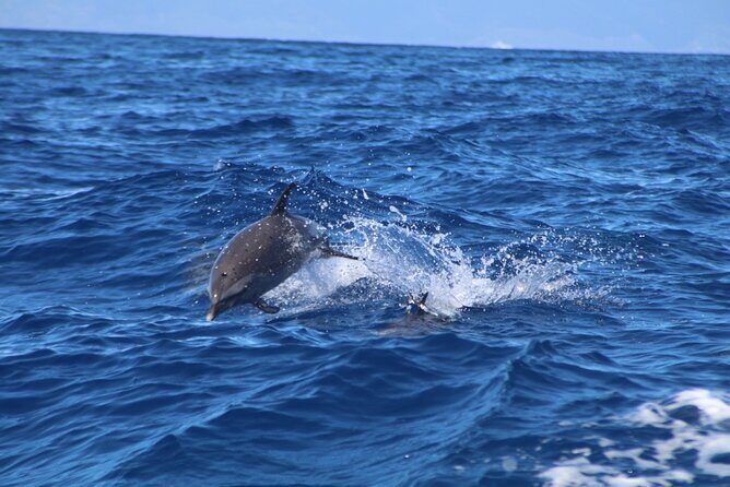 2 Hour Maui Dolphin Watch Sightsee Raft Tour (Semi-Private) - Who Will Love This Tour?