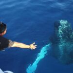 2-Hour Maui Whale Watch from Lahaina Harbor, Maui - The Itinerary in Detail